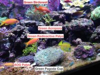 Corals2.JPG