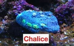 Chalice.JPG