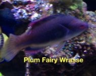 Plum.JPG