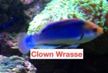 ClownWrasse.JPG