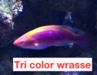 TriColor.JPG