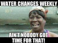 Sweet Brown.jpg