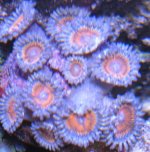 Zoa2.jpg