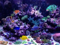 ImageUploadedByReefs1374565152.015648.jpg