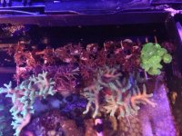 coral.jpg