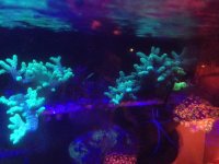 coral 2.jpg