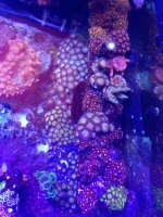 coral3.jpg