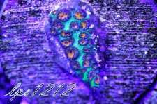 IMG_5349.JPG