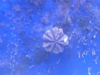 urchin.jpg