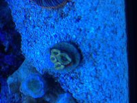 ImageUploadedByReefs2014-03-22 18:04:46 EDT.jpg