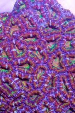 ImageUploadedByReefs2014-05-23 22:44:27 EDT.jpg