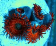 Orange Galazy Zoas.jpg