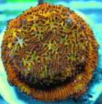 Mind Meld Lithophyllon.jpg