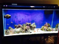 ImageUploadedByReefs2014-03-23 20:56:01 EDT.jpg