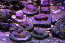 IMG_4725.jpg