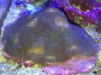 ImageUploadedByReefs2014-05-25 13:38:46 EDT.jpg