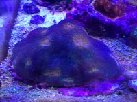 ImageUploadedByReefs2014-05-25 13:38:52 EDT.jpg