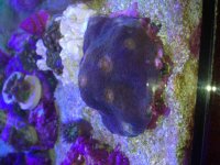 ImageUploadedByReefs2014-05-25 13:39:05 EDT.jpg