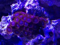ImageUploadedByReefs1392303056.197354.jpg