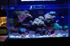 fish under both lights12:31:12.jpg