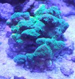 IMG_0303.jpg