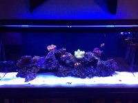 ImageUploadedByReefs2014-02-13 16:12:56 EST.jpg
