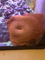 ImageUploadedByReefs1384894556.332457.jpg ImageUploadedByReefs1384894556.332457.jpg