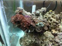 ImageUploadedByReefs1384894573.366023.jpg ImageUploadedByReefs1384894573.366023.jpg