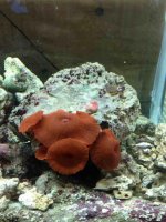 ImageUploadedByReefs1384894591.466643.jpg ImageUploadedByReefs1384894591.466643.jpg