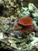 ImageUploadedByReefs1384894623.949398.jpg ImageUploadedByReefs1384894623.949398.jpg