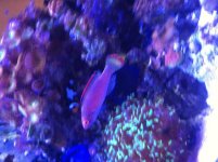 ImageUploadedByReefs2014-03-24 23:59:28 EDT.jpg