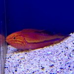 pintaol wrasse.jpg