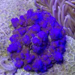 acro anemone.jpg