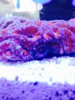 ImageUploadedByReefs2014-03-25 08:16:21 EDT.jpg