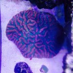 ImageUploadedByReefs2014-03-25 08:16:39 EDT.jpg