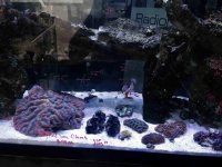 ImageUploadedByReefs2014-03-25 08:16:55 EDT.jpg