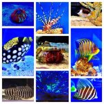 ImageUploadedByReefs2014-03-25 08:17:32 EDT.jpg