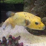 golden puffer.jpg