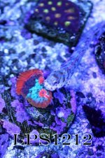 161748d1404911793-some-my-gems-large-polyp-stony-have-large-soft-polyps-corals-img_7345.jpeg