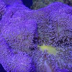 giant purple anemone .jpg