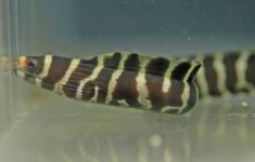 ieell0942f43.jpg