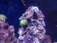 IMG_1376.jpg
