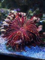 Feather Star.jpg