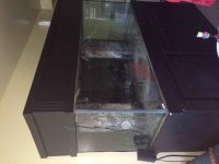 ImageUploadedByReefs2014-05-26 19:44:52 EDT.jpg