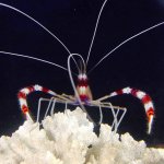 ImageUploadedByReefs2014-03-25 23:24:21 EDT.jpg