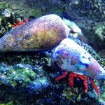 ImageUploadedByReefs2014-03-25 23:24:30 EDT.jpg