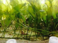 ImageUploadedByReefs2014-03-25 23:24:42 EDT.jpg