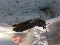 ImageUploadedByReefs2014-03-25 23:24:58 EDT.jpg