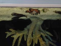 ImageUploadedByReefs2014-03-25 23:25:11 EDT.jpg