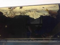 ImageUploadedByReefs2014-03-25 23:25:29 EDT.jpg